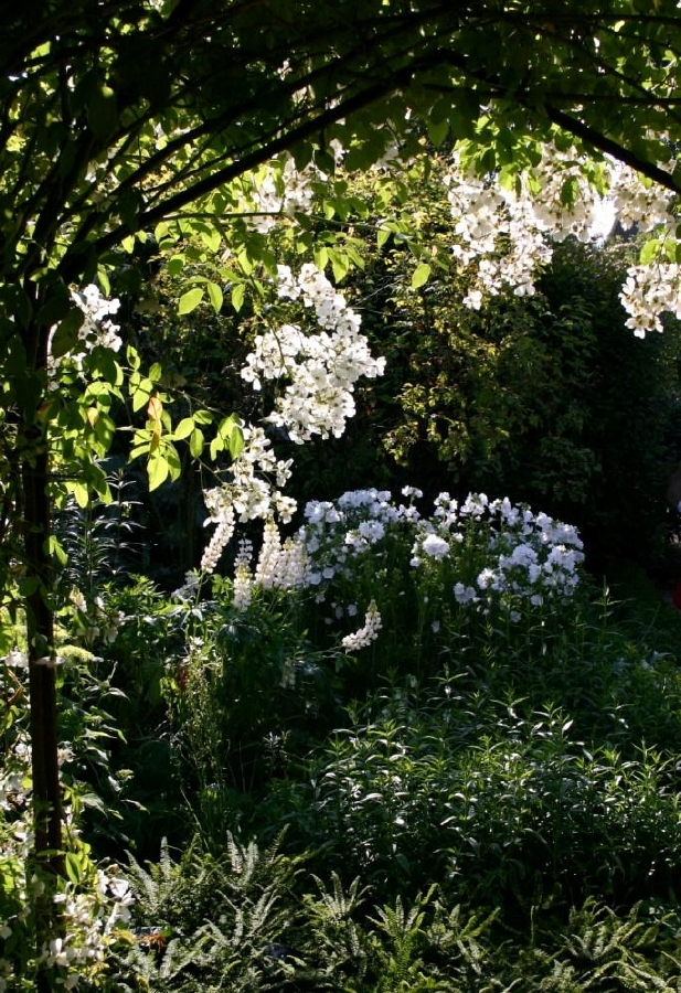 White garden 1